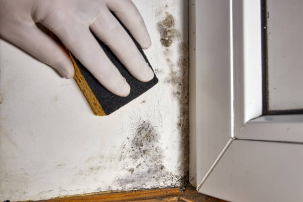 Best Mold Documentation for Insurance Claims  in Nashville, TN